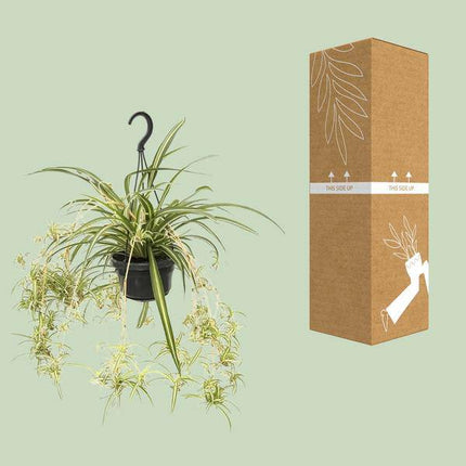 Grünlilie Chlorophytum Comosum Variegatum – Ø14cm – ↕55cm – Pflegeleichte Zimmerpflanze mit luftreinigender Wirkung – Buntblättrige Spinnenpflanze für Wohnzimmer, Büro & Schlafzimmer