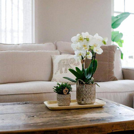 Blumentopf Keramik Ø6cm – moderner Pflanztopf für Zimmerpflanzen, Sukkulenten, Kakteen & Kräuter