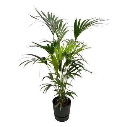Kentia Palme – Forstersche Kentia – Zimmerpflanze ca. 160cm – Ø30cm – inkl. Pflanzgefäß Greenville Schwarz – Tropische XL