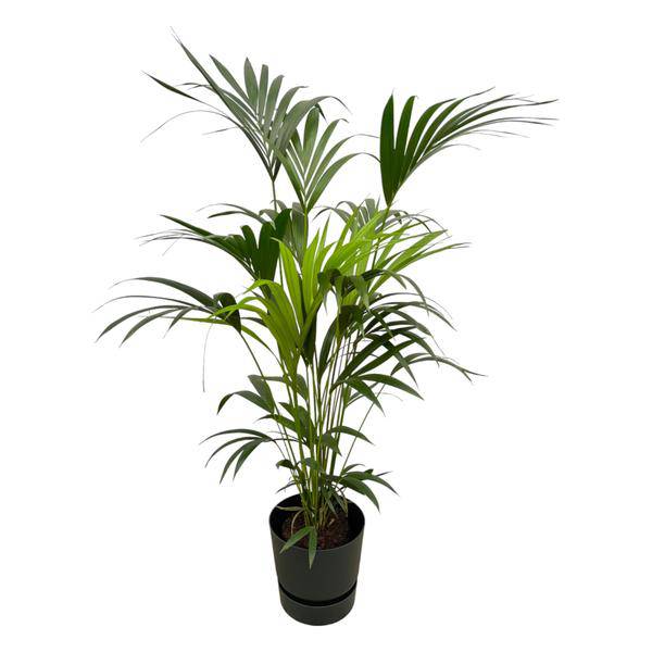 Kentia Palme – Forstersche Kentia – Zimmerpflanze ca. 160cm – Ø30cm – inkl. Pflanzgefäß Greenville Schwarz – Tropische XL