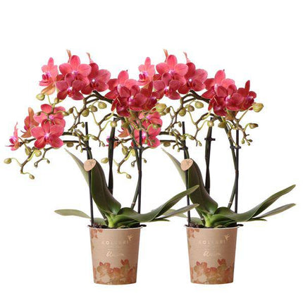 Rote Phalaenopsis Orchideen Zimmerpflanze Ø9cm – blühende Orchidee für Wohnzimmer, Büro & helle Standorte kaufen