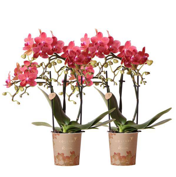 Rote Phalaenopsis Orchideen Zimmerpflanze Ø9cm – blühende Orchidee für Wohnzimmer, Büro & helle Standorte kaufen