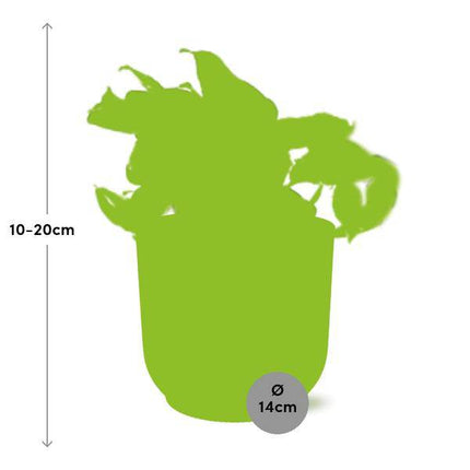 Efeutute – Epipremnum Pinnatum Happy Leaf – pflegeleichte Zimmerpflanze – luftreinigend – dekorativer Topf Vibes Fold 14cm Gelb