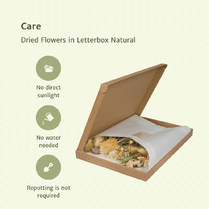 Trockenblumen im Briefkasten – Natur – Getrockneter Blumenstrauß – Beige, Weiß & Rosa – langlebig & pflegefrei – Geschenkidee – 25-30cm