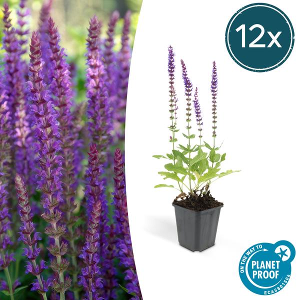 Blüten – Salbei Salvia nemorosa 'Ostfriesland' – ↕10-25cm – Ø9cm – 12 Pflanzen – Lila Blüten von Mai – Juni – Pflegeleichte Staude für Garten & Beete