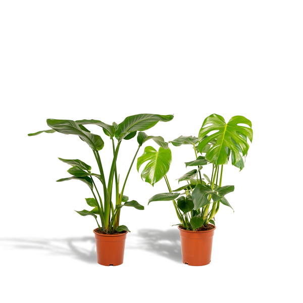 Pflanzenset – Strelitzia Nicolai & Monstera Deliciosa – ca. 85cm & 75cm hoch – Ø19cm & Ø21cm – Tropische luftreinigende Zimmerpflanzen für Wohnzimmer & Büro