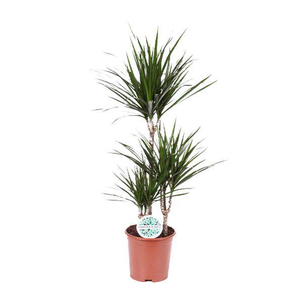 Drachenbaum Dracaena Marginata – Zimmerpflanze – Ø21 cm – 95-115 cm hoch – Halbschatten – Pflegeleicht – Wohnraumbegrünung