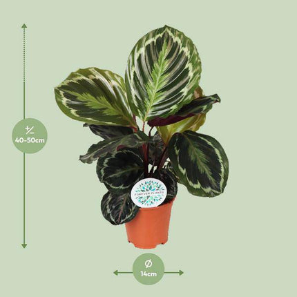 Korbmarante Calathea Medaillon – Zimmerpflanze Ø14cm – ca. 45cm hoch – Exotische Blattpflanze mit lebhaften Mustern – Pflegeleicht im Halbschatten