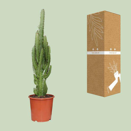 Dreikantige Wolfsmilch – Euphorbia Trigona – Afrikanischer Milchbaum – Zimmerpflanze Ø17cm – Höhe ca. 70cm – Pflegeleichte Sukkulente für Wohnzimmer & Büro