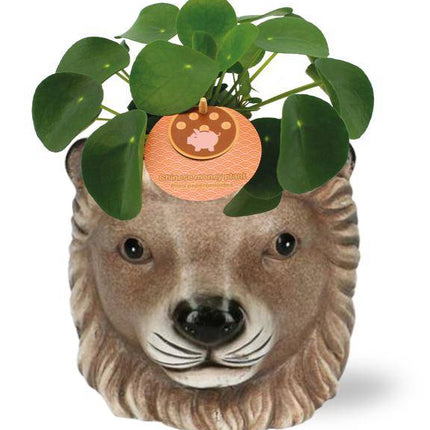 Pilea Peperomioides – Chinesischer Geldbaum – Zimmerpflanze – Ø11 cm – 15 cm hoch – inkl. Topf Löwe Braun Ø11/13x10 cm – pflegeleicht, dekorativ, Glücksbringer