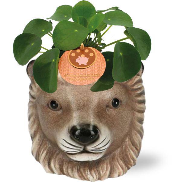 Pilea Peperomioides – Chinesischer Geldbaum – Zimmerpflanze – Ø11 cm – 15 cm hoch – inkl. Topf Löwe Braun Ø11/13x10 cm – pflegeleicht, dekorativ, Glücksbringer