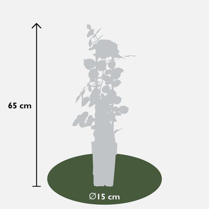 Kletterrose – Rose Crazy in Love 'Pink' – 3 Pflanzen – Ø15cm – Höhe ca. 65cm – Duftende & reich blühende rosa Rosen – Romantische Gartenrosen für Pergola, Zaun & Terrasse