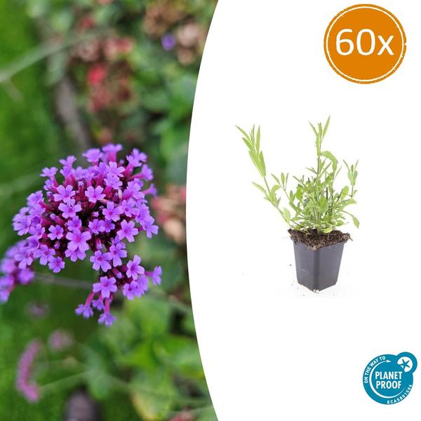 Verbena bonariensis – 60 Pflanzen – Patagonisches Eisenkraut – Luftige Staude mit Lila Blüten – Schmetterlings- & Bienenzierde – Pflegeleicht & Winterhart
