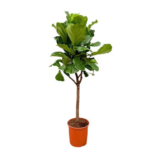 Geigen-Feige – Ficus Lyrata – Zimmerpflanze 180cm – Ø30cm – Trendige Designpflanze mit großen geigenförmigen Blättern – Exklusive Kübelpflanze für Wohnzimmer, Büro & Wintergarten – Pflegeleicht