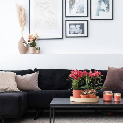 Rote Phalaenopsis Orchideen Zimmerpflanze Ø9cm – blühende Orchidee für Wohnzimmer, Büro & helle Standorte kaufen