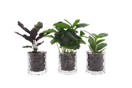 Intenz Mix – 3-teiliges Pflanzen-Set – Ø7 cm – ↕25 cm – Edle Glasgefäße im goldfarbenen Tragekoffer – Pflegeleichte Zimmerpflanzen – Stilvolles Geschenk