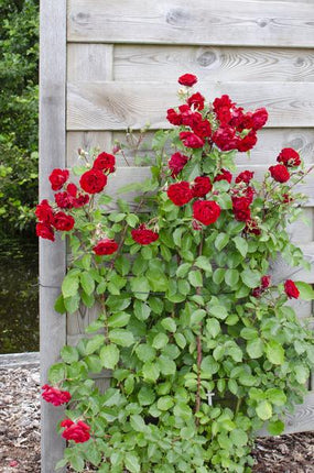 Rose Crazy in Love Red Rote Edelrose Ø15cm ↕65cm – hochwertiges Produkt für Pflanzen, Garten, Zuhause, Dekoration & moderne Einrichtung