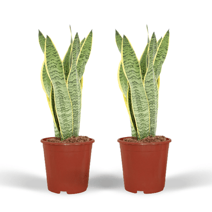 Bogenhanf – Sansevieria Laurentii – Frauenzunge – 2 Zimmerpflanzen – ca. 40cm Höhe – Ø14cm – pflegeleicht & luftreinigend