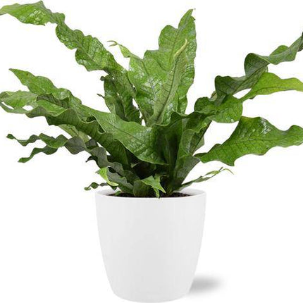 Microsorum Diversifolium – Känguru-Farn – Zimmerpflanze Ø17cm ↕45cm – Mit Topf Brüssel Weiß Ø18x17cm – Vielseitiges, dekoratives Laub – Pflegeleicht & robust