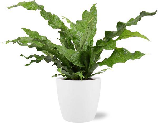 Microsorum Diversifolium – Känguru-Farn – Zimmerpflanze Ø17cm ↕45cm – Mit Topf Brüssel Weiß Ø18x17cm – Vielseitiges, dekoratives Laub – Pflegeleicht & robust