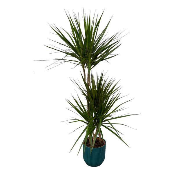 Dracaena Marginata – Drachenbaum – Zimmerpflanze ca. 120cm – ø21cm – inkl. Pflanzgefäß Vibes Fold Blau D22xH20 – Elegante pflegeleichte Grünpflanze für Wohnzimmer & Büro