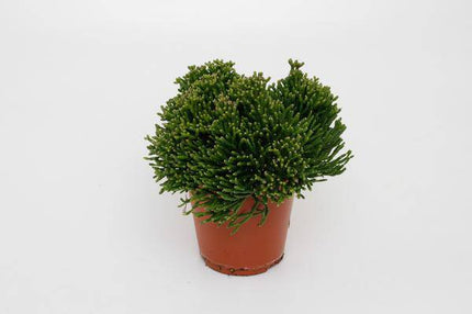 Binsenkaktus – Hatiora salicornioides – Ø12cm – ca. 15cm hoch – Exotische Zimmerpflanze mit bizarrer Struktur – Pflegeleicht & dekorativ – Für helle Standorte & moderne Wohnräume