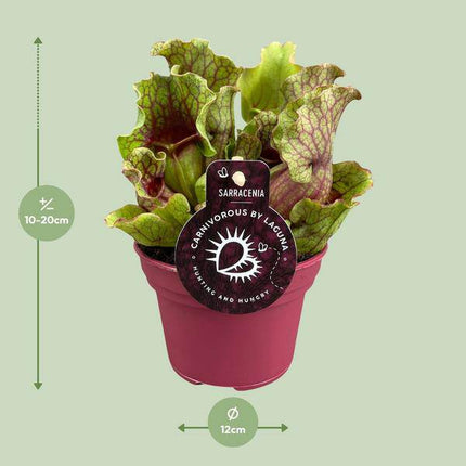 Schlauchpflanze Sarracenia – Fleischtfressende Zimmerpflanze Ø12 cm – ca. 20 cm hoch – Exotisches Design – Luftreinigend & pflegeleicht
