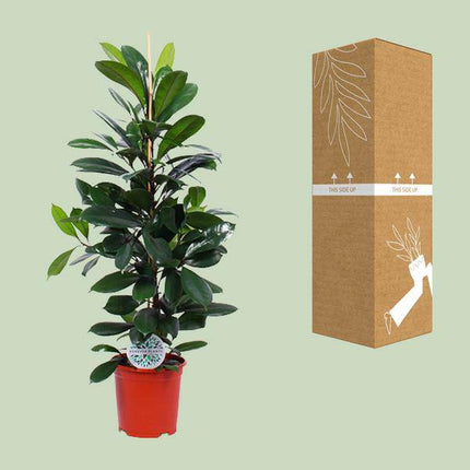 Gummibaum Ficus Cyathistipula – Zimmerpflanze Ø21cm – ca. 105cm hoch – pflegeleichte tropische Pflanze für Wohnzimmer, Büro & Innenraumbegrünung