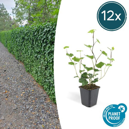 Hedera hibernica – Großblättriger Irischer Efeu – Ø9cm – ↕10-25cm – 12 Pflanzen – Vielseitiger Kletter – & Bodendecker