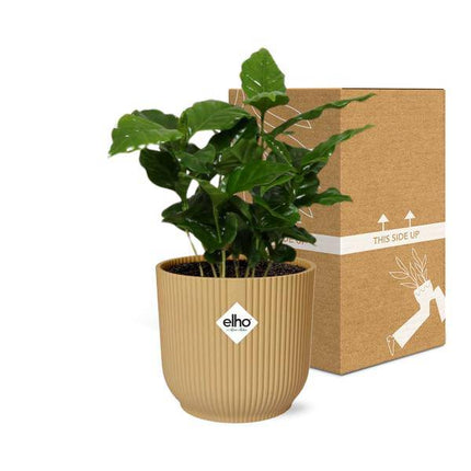 Kaffee Pflanze Coffea Arabica – Zimmerpflanze im dekorativen Topf Vibes Fold 14cm Gelb – pflegeleichte Grünpflanze mit glänzenden Blättern für Zuhause & Büro