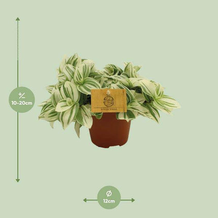 Dreimasterblume – Tradescantia Brightness – Zimmerpflanze – Ø12cm – ↕20cm – Pflegeleichte & dekorative Grünpflanze mit V – förmigen Blättern