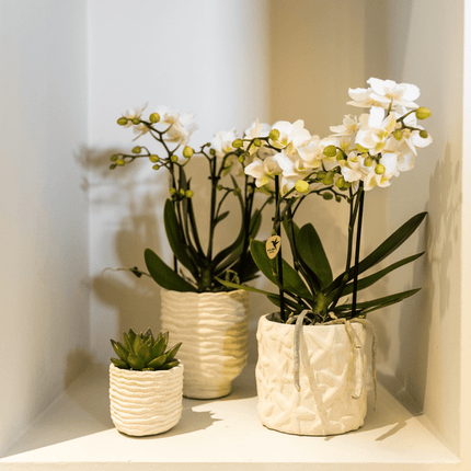 Star Fish Blumentopf Off White Ø9cm – Dekorativer Keramiktopf mit Seestern-Muster – Sommerlicher Pflanzentopf im maritimen Design – Blumendeko für Wohnzimmer, Küche & Bad