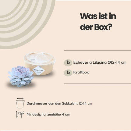 Sukkulente – Echeveria lilacina ROOTLESS – Ø12–14cm – Zimmerpflanze ohne Wurzeln – Pflegeleichte Schnitt-Sukkulente als Tischdeko & Geschenk