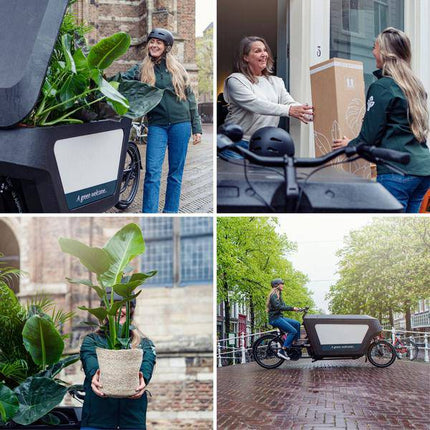 Glücksfeder Zamioculcas Zamiifolia – Zimmerpflanze – Ø 17cm – Höhe 70cm – Pflegeleicht & Wasserspeichernd – Halbschatten geeignet