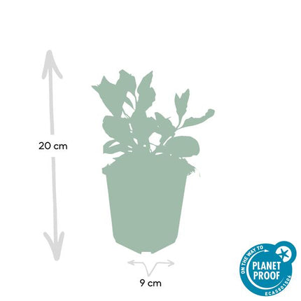 Wild-Aster – Aster ageratoides 'Asran' – Staude – Hellblaue Blüten – ↕10-25 cm – Ø9 cm – 40 Pflanzen – Herbstblüher für Sonne & Garten
