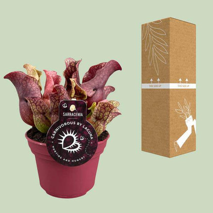 Schlauchpflanze – Sarracenia – Ø12cm – ↕20cm – Fleischfressende Zimmerpflanze – Exotische Karnivore für Zuhause & Büro – Pflegeleicht & dekorativ