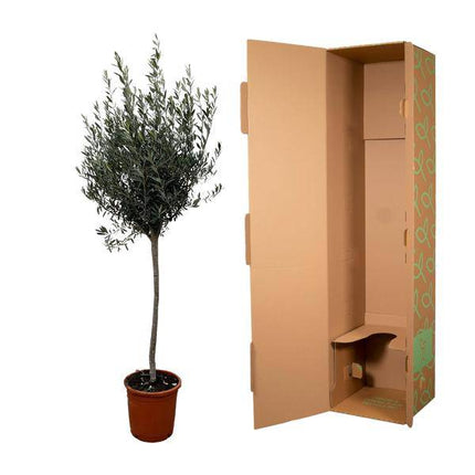Olivenbaum – Olea Europaea 160cm – Ø24cm – Mediterrane Kübelpflanze mit silbergrünen Blättern – Edler Olivenbaum für Garten, Terrasse, Balkon & Wintergarten – Pflegeleicht