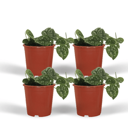 Efeutute Scindapsus pictus Epipremnum Zimmerpflanze Ø12cm – pflegeleichte Grünpflanze für Wohnzimmer, Büro & helle Standorte kaufen