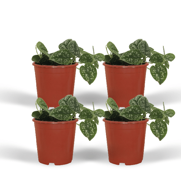 Efeutute Scindapsus pictus Epipremnum Zimmerpflanze Ø12cm – pflegeleichte Grünpflanze für Wohnzimmer, Büro & helle Standorte kaufen