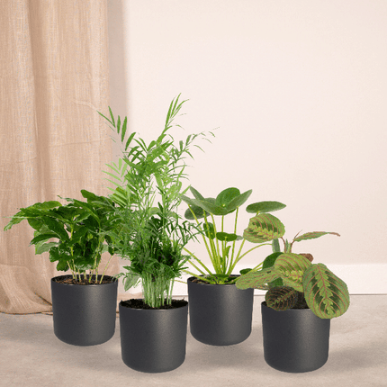 Tierfreundliches Pflanzenset Ø12cm ↕20-40cm – pflegeleichtes Pflanzen Set für Urban Jungle, Fensterbank, Wohnzimmer & Büro