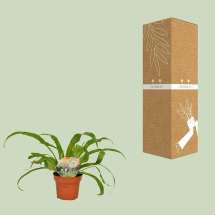 Nestfarn Asplenium Antiquum – Zimmerpflanze – Ø12cm – ↕30cm – Nierenfarn mit eleganten Wedeln