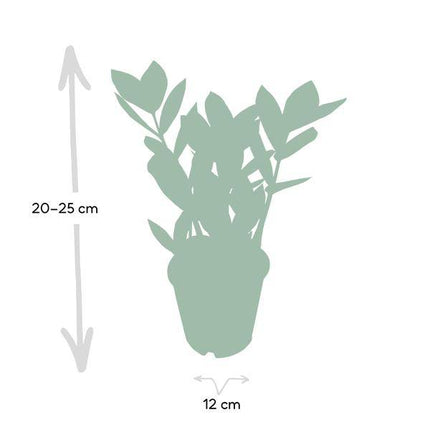 Glücksfeder Zamioculcas – Pflegeleichte Zimmerpflanze – Höhe ca. 35cm – Ø12cm – Immergrün & robust – Für Büro & Wohnung