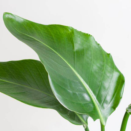 Strelitzia Nicolai – Baum-Strelitzie – Zimmerpflanze – 80 cm hoch – Ø21 cm – inkl. Topf Viber Grau – Paradiesvogelpflanze, tropisches Grün, pflegeleicht