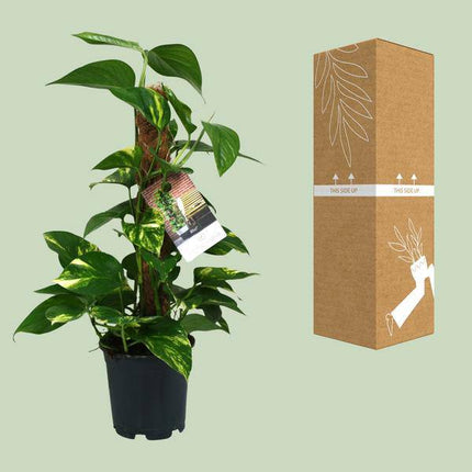 Efeutute – Scindapsus Epipremnum – Zimmerpflanze – Ø15cm – ↕50cm – Rankende Grünpflanze mit üppigem Laub – Pflegeleicht & luftreinigend
