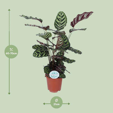 Pfauen-Korbmaranthe Calathea Makoyana – Zimmerpflanze Ø21cm – ca. 70cm hoch – Pflegeleichte, dekorative Zimmerpflanze mit auffälligem Blattmuster