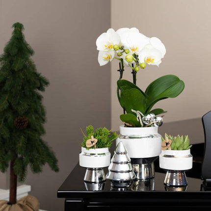 Le Chic Blumentopf Zimmerpflanze Ø6cm mit dekorativem Übertopf – blühende Orchidee für Wohnzimmer, Büro & helle Standorte kaufen