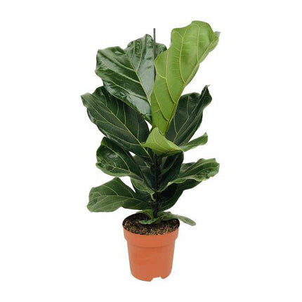 Geigen – Feige (Ficus lyrata) Zimmerpflanze Ø17cm ↕75cm – pflegeleichte Grünpflanze für Wohnzimmer, Büro & helle Standorte kaufen