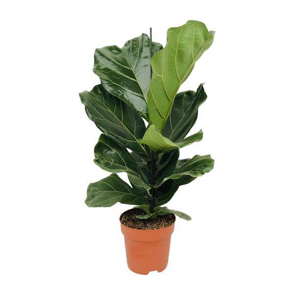 Geigen – Feige (Ficus lyrata) Zimmerpflanze Ø17cm ↕75cm – pflegeleichte Grünpflanze für Wohnzimmer, Büro & helle Standorte kaufen