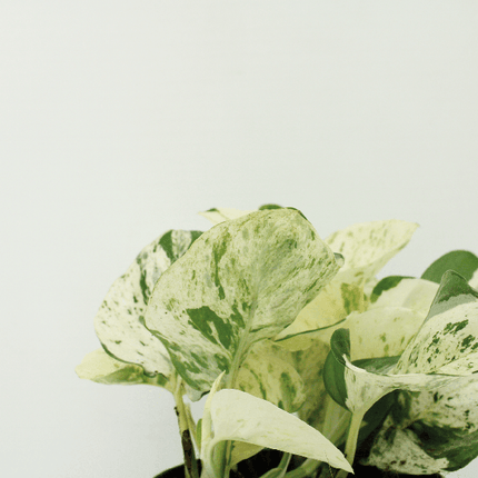 Efeutute – Epipremnum Happy Leaf (Scindapsus) – 4 Pflanzen– Ø12cm – Höhe ca. 15cm – Pflegeleichte Zimmerpflanzen mit hellgrünen Blättern & gelben Flecken – Kletter- & Hängepflanzen