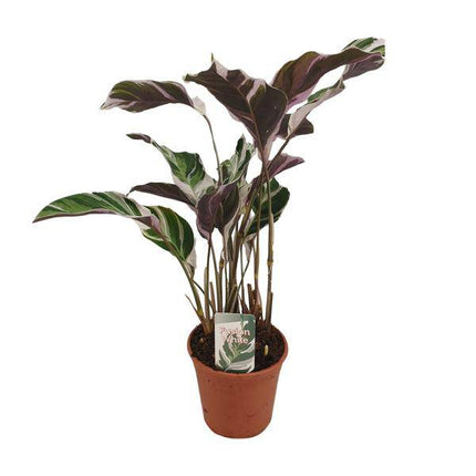 Calathea Fusion White Zimmerpflanze Ø14cm ↕40cm – pflegeleichte Grünpflanze für Wohnzimmer, Büro & helle Standorte kaufen